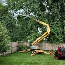 Professional Tree Removal and Landscaping Services in Chatmoss, VA